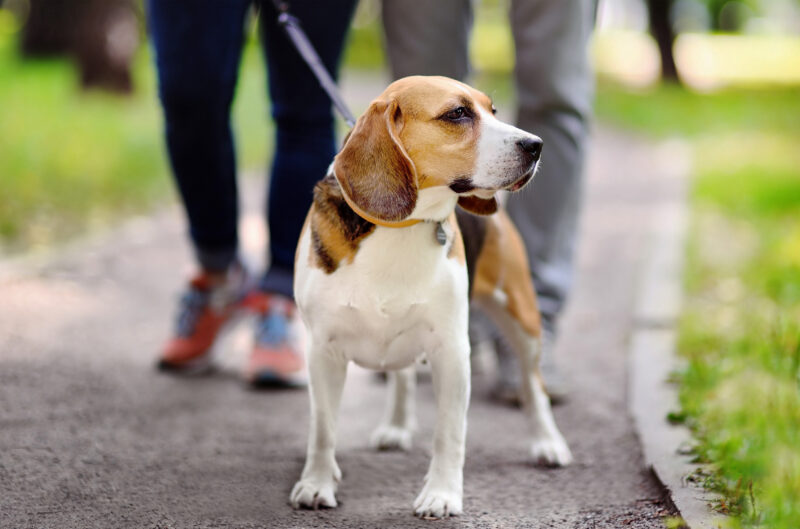 Couple with beagle dog walking on trail